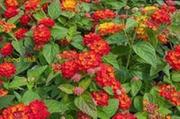 Orange Red Lantana Flower Planting Seeds - Vibrant And Resilient Garden Blooms