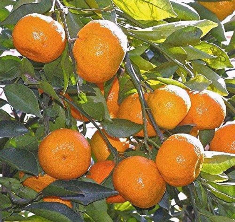Orange seeds for planting Citrus sinensis