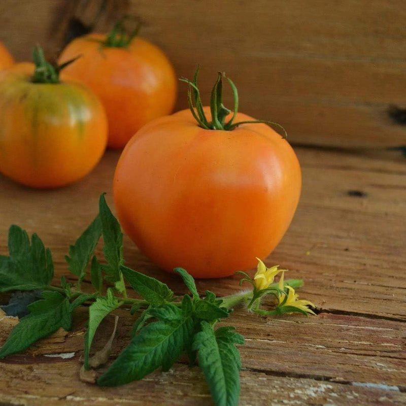 Orange Tomato seeds for home garden planting, high yield