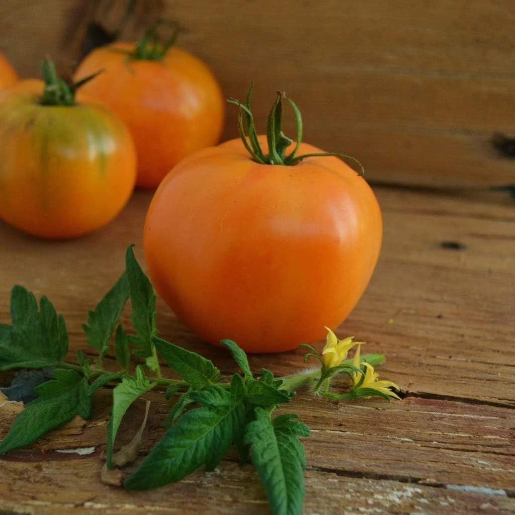 Orange Tomato seeds for home garden planting, high yield