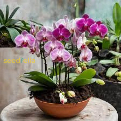 100 Pcs
