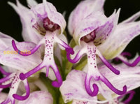 Orchid Man Flower Planting Seeds - Enhance Your Garden With Vibrant Blooms