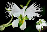 How to Sow Orchid Seeds