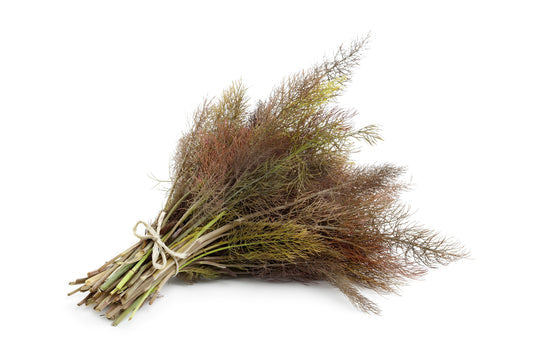 Packet of Organic Bronze Fennel non-GMO seeds