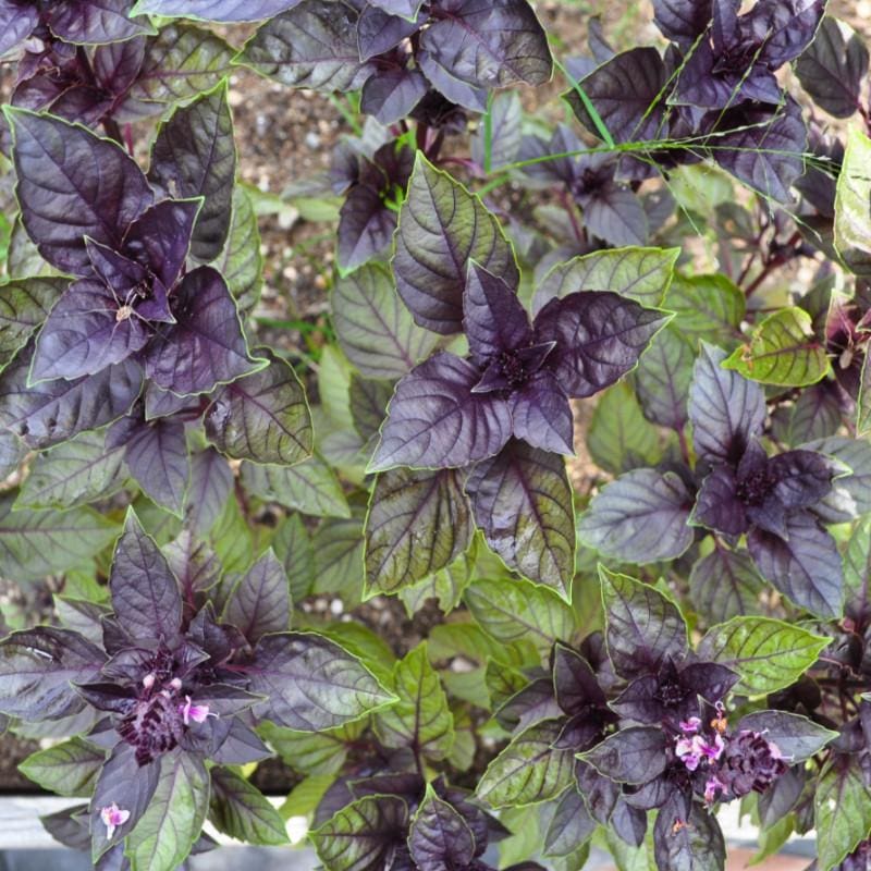 Organic Corsican Basil seeds compact green leaf variety