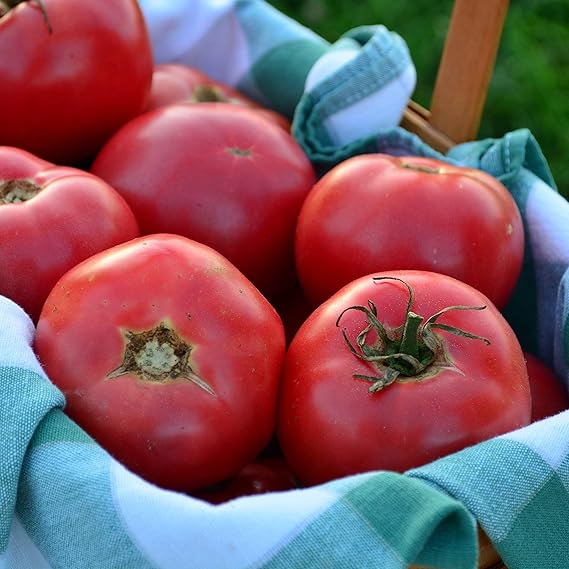 Organic heirloom tomato seeds Solanum lycopersicum for planting
