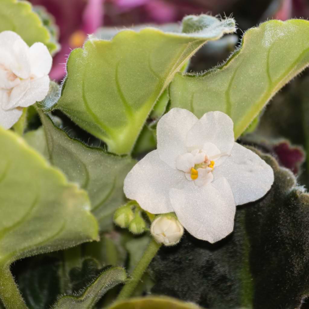 Ornamental White Saintpaulia Seeds