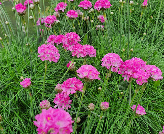 Planting armeria seeds in coastal garden beds