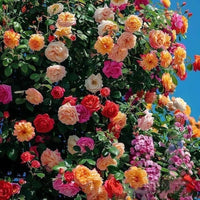 Planting climbing rose seeds near trellis