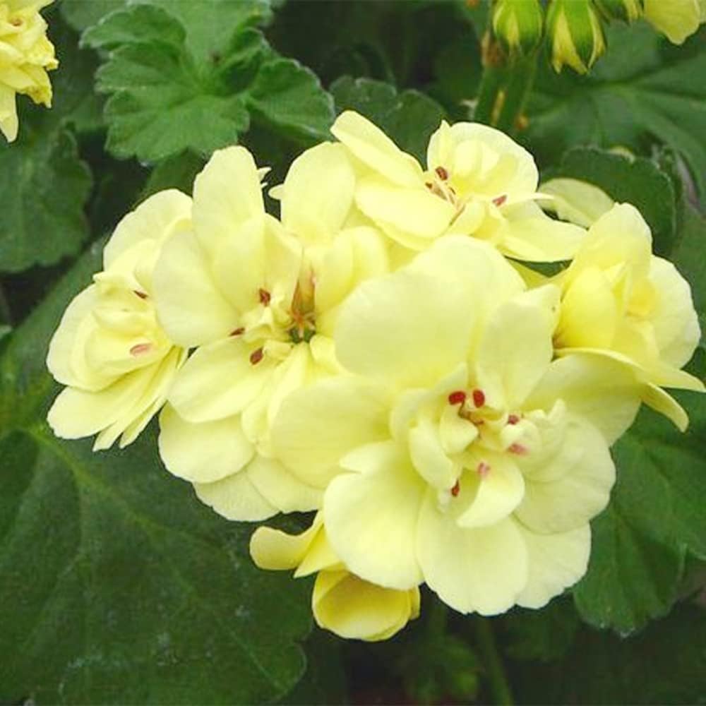Planting univalve geranium seeds in garden beds