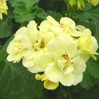 Planting univalve geranium seeds in garden beds