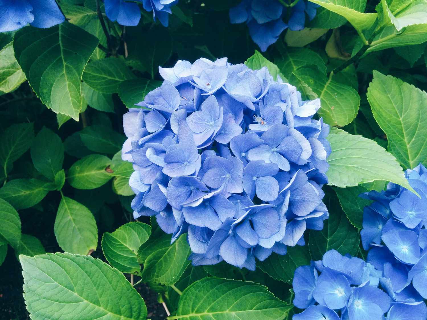 Planting sky blue green geranium seeds in garden beds
