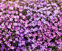 Planting light pink rock cress seeds in garden beds