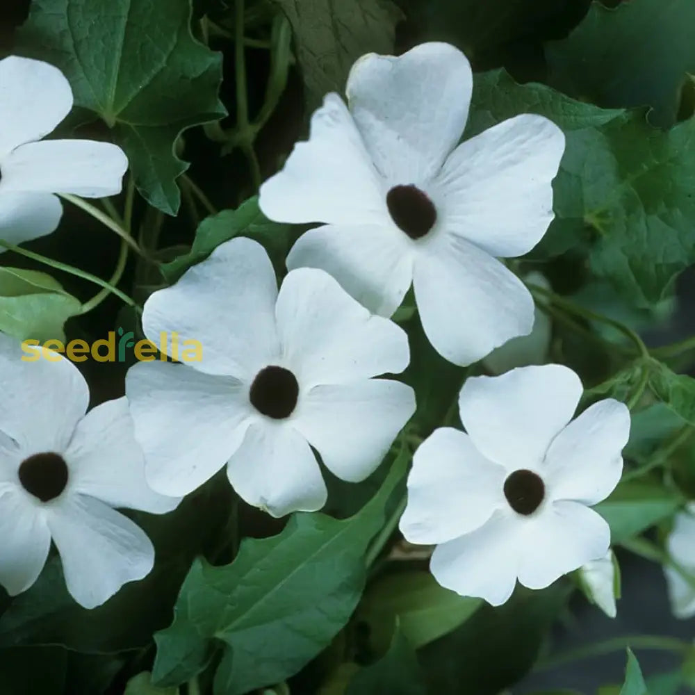 Planting thunbergia seeds near trellis