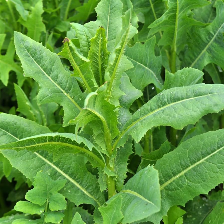 Planting wild lettuce seeds in urban garden