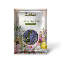 Outdoor Wisteria Flower Seeds