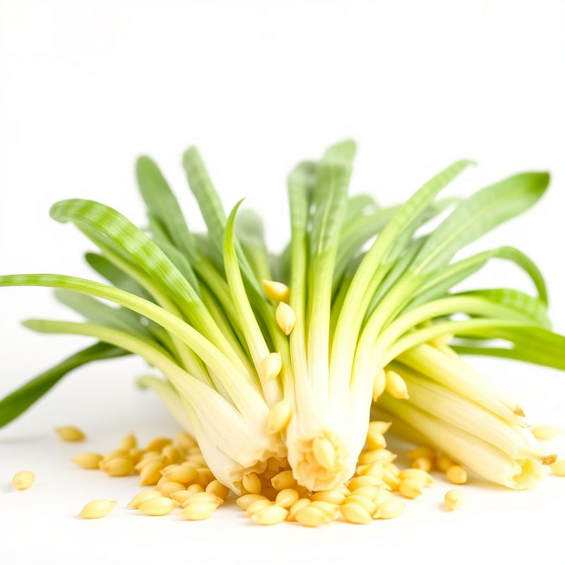 Green Yellow Endive Seeds for Planting Vegetable Garden Starter