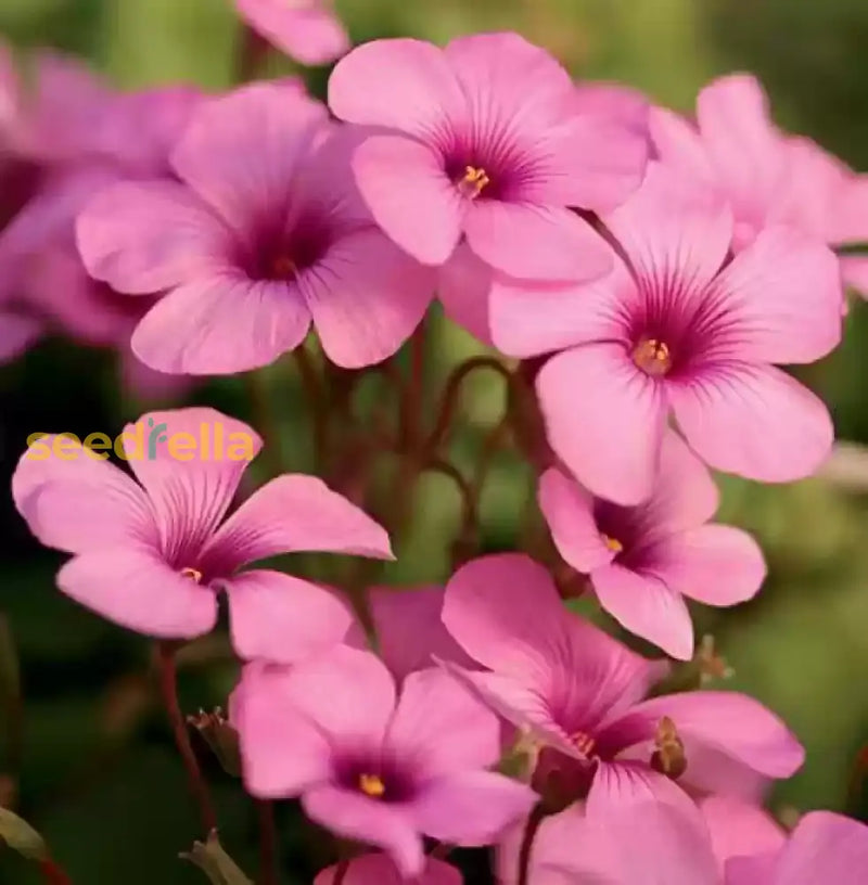 Oxalis Pink Flower Seeds - Perfect For Planting In Your Garden