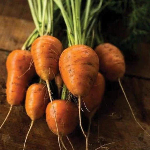 Oxheart Carrot Seeds for Vegetable Planting
