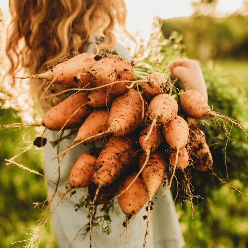 Oxheart Carrot Seeds for Vegetable Planting