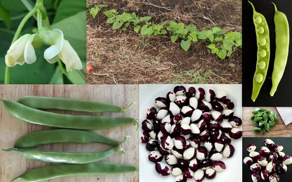 Black & White Troot Bean Vegetable Planting Seeds