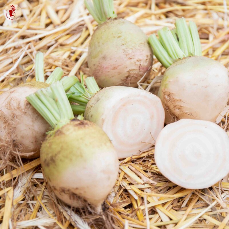 White Beet Vegetable Seeds for Easy Planting