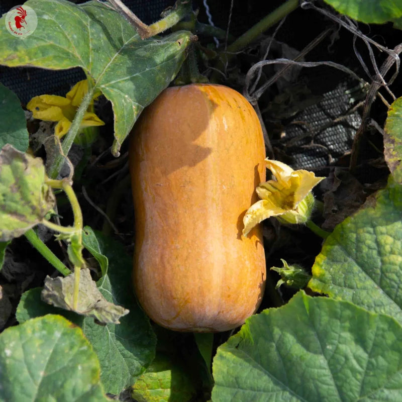 Orange Honeynut Seeds for Planting
