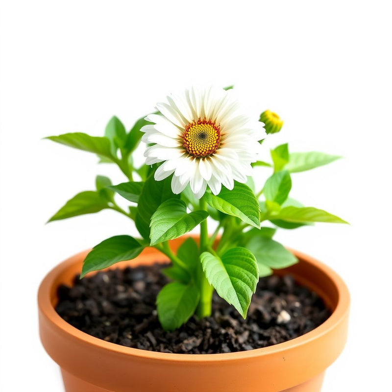 Zinnia White Flower Seeds for Timeless Planting Elegance