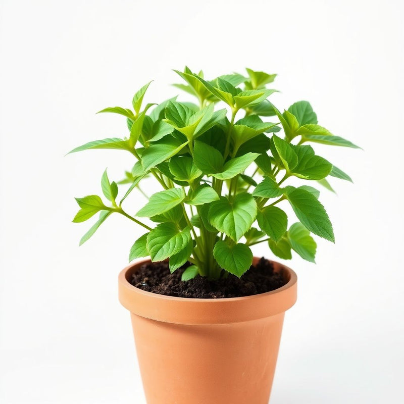 Akelei Pflanze Flower seeds for Planting - Sun Loving, Heirloom & GMO Free Seeds for Home Garden