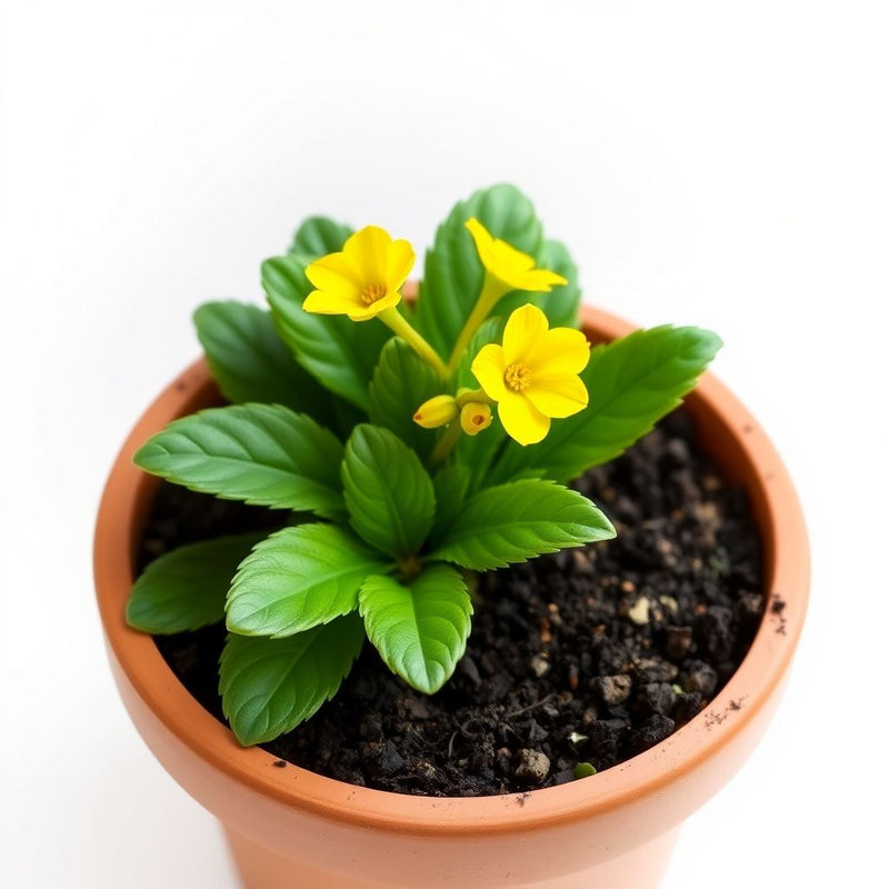 Yellow Primula Flower Seeds for Planting Premium Quality Heirloom & GMO Free Seeds for Home Garden
 
 Sale