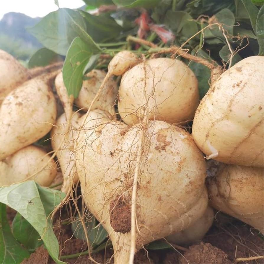 Yam Bean seedlings sprouting from Non GMO Pachyrhizus erosus seeds