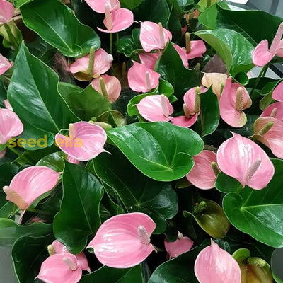 100 Pcs