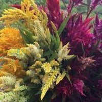 Pampas Mix Flower Planting Seeds - Vibrant Blends For Stunning Gardens