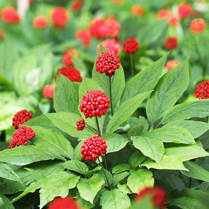 Panax quinquefolius seeds thriving in natural forest soil