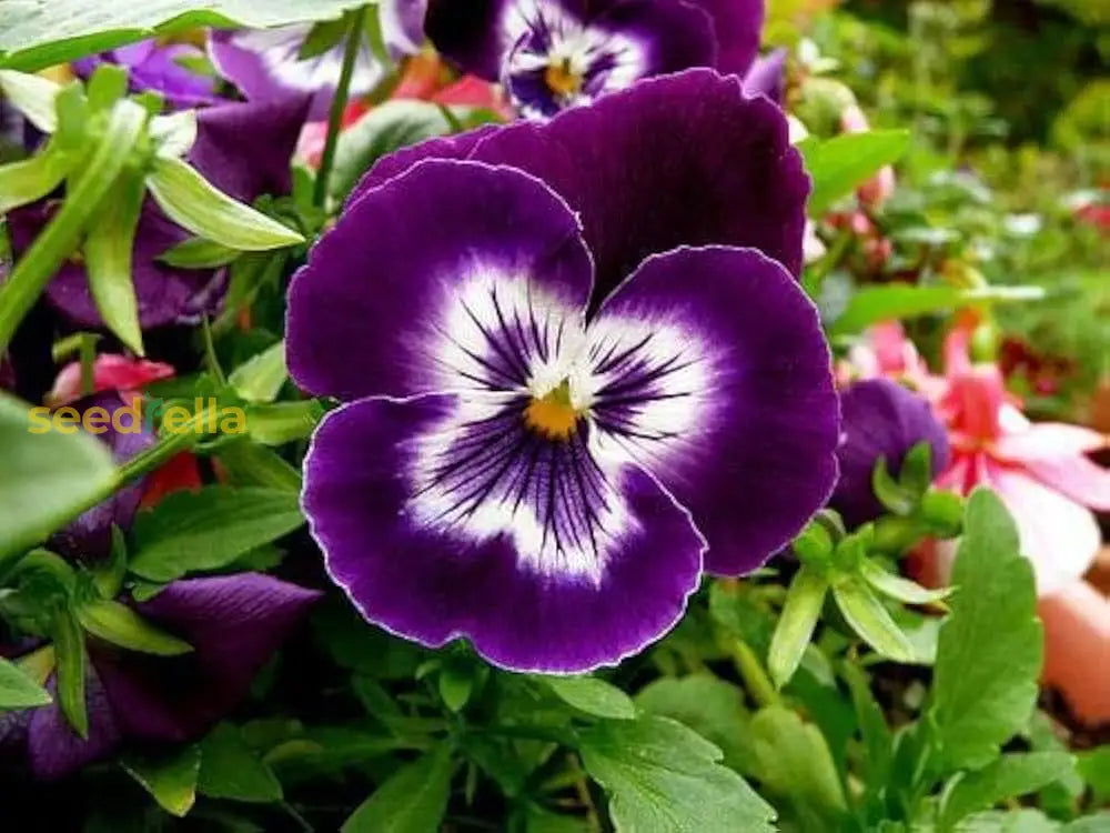 Pansy Purple Flower Seeds For Planting - Stunning Blooms