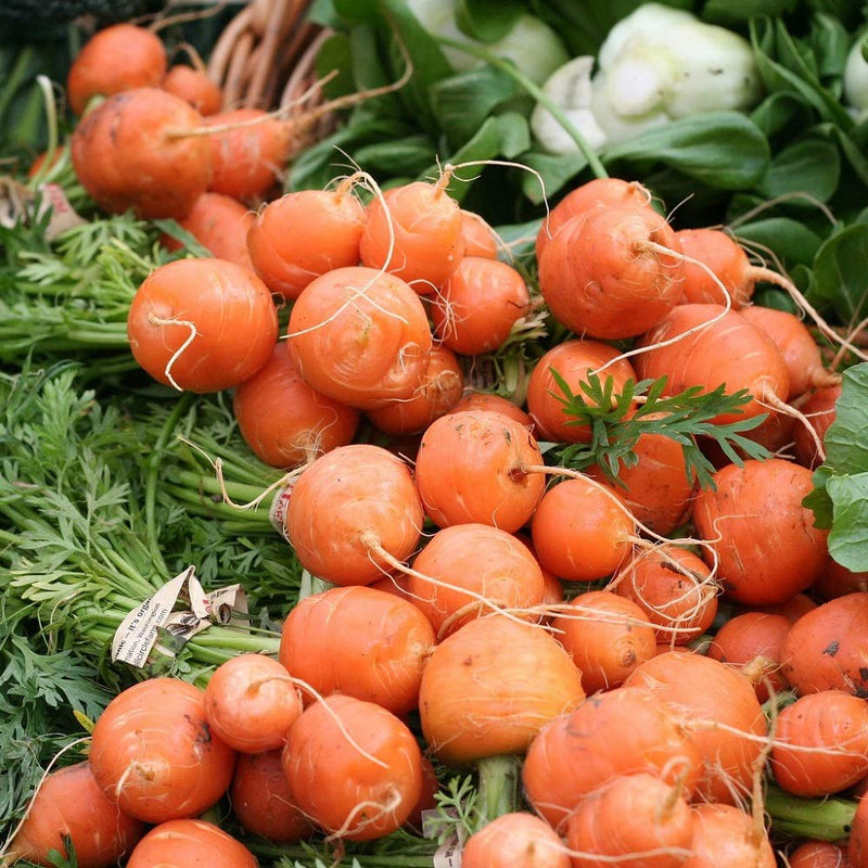 Healthy Parisian Carrot seedlings ready for transplanting
