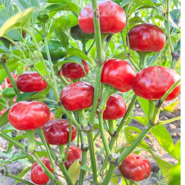Pepper plants growing in patio garden