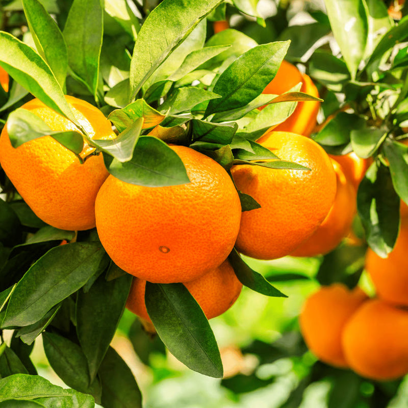 Orange Fruit Seeds for Planting - Grow Delicious Oranges