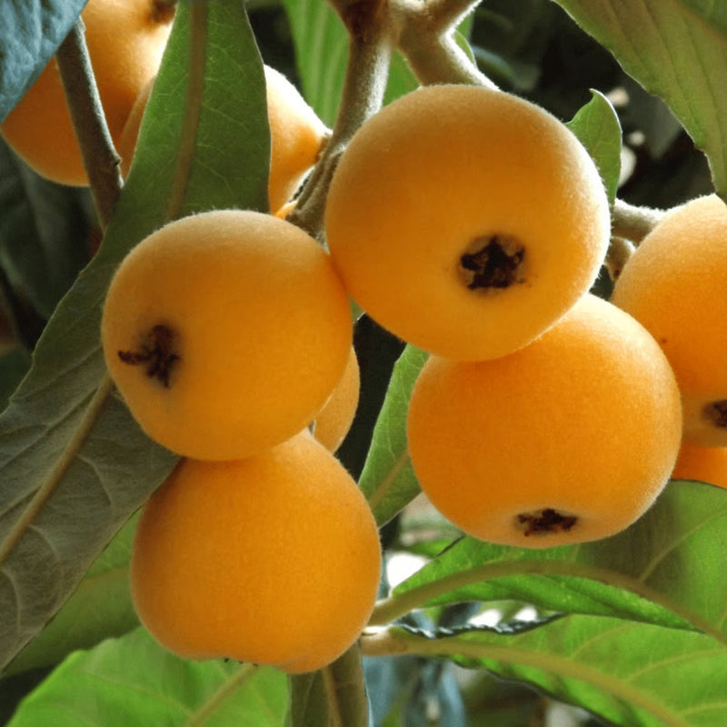 Loquat Fruit Seeds: Complete Planting Guide