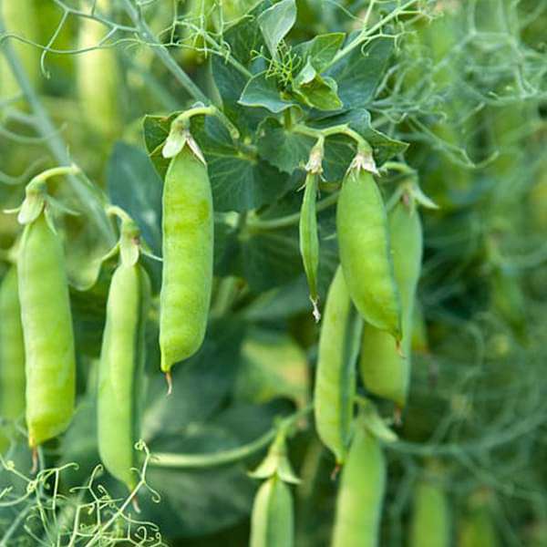 Pea seedlings sprouting from seeds for home garden