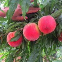 Small peach bonsai tree growing in a decorative pot