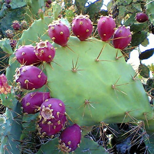 Pear Cactus seeds Opuntia spp for planting in desert garden