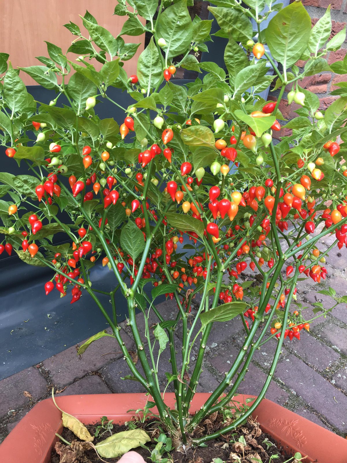 Pearl pepper seeds for home gardening and productive plants