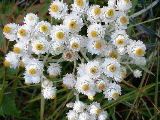 Pearly Everlasting Anaphalis Margaritacea Non-GMO Seeds for Planting