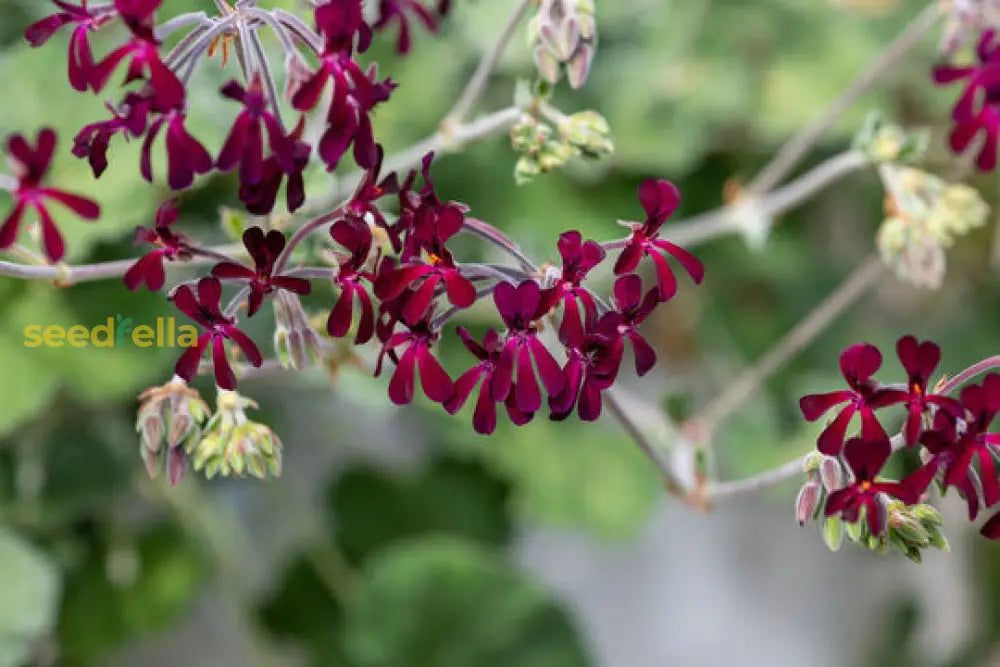Pelargonium Sidoides Flower Planting Seeds  Ideal For Stunning Gardens