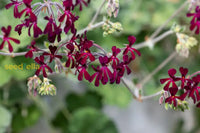 Pelargonium Sidoides Flower Planting Seeds  Ideal For Stunning Gardens