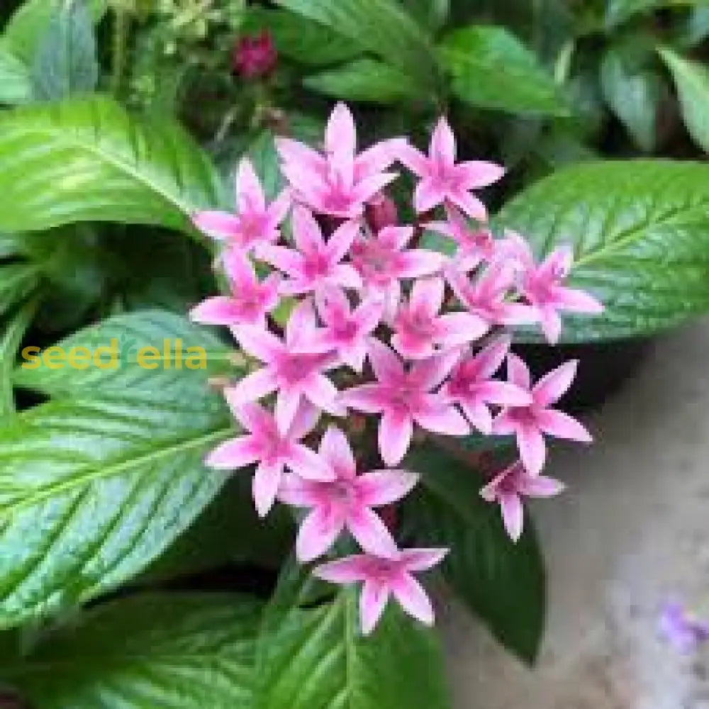 Pentas Lanceolata Seeds For Planting  Attract Butterflies With Stunning Blooms Flower