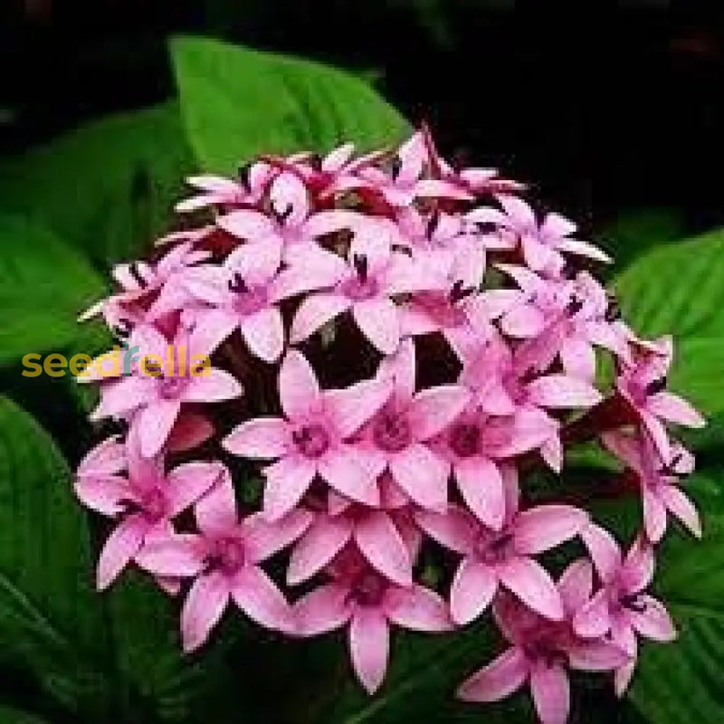 Pentas Lanceolata Seeds For Planting Attract Butterflies With Stunning Blooms Flower