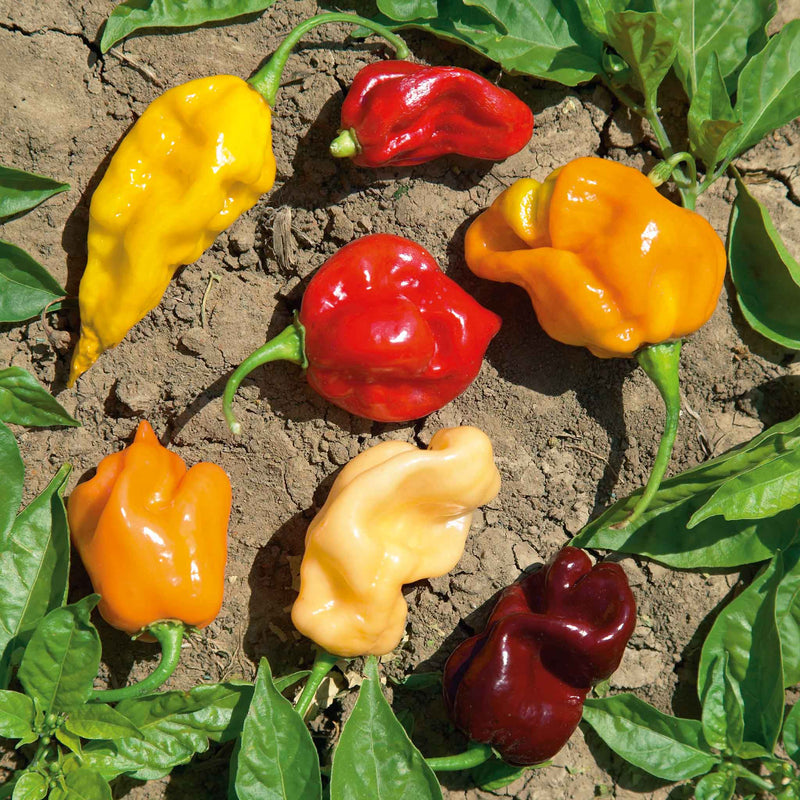 Mixed Habanero Seeds for Planting Perfect for Your Garden