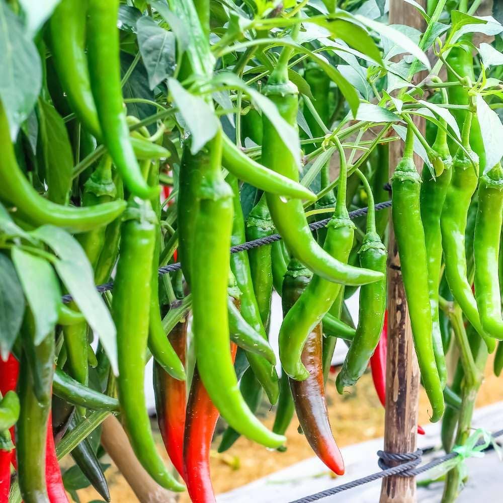 Pepper seeds with strong germination for gardeners